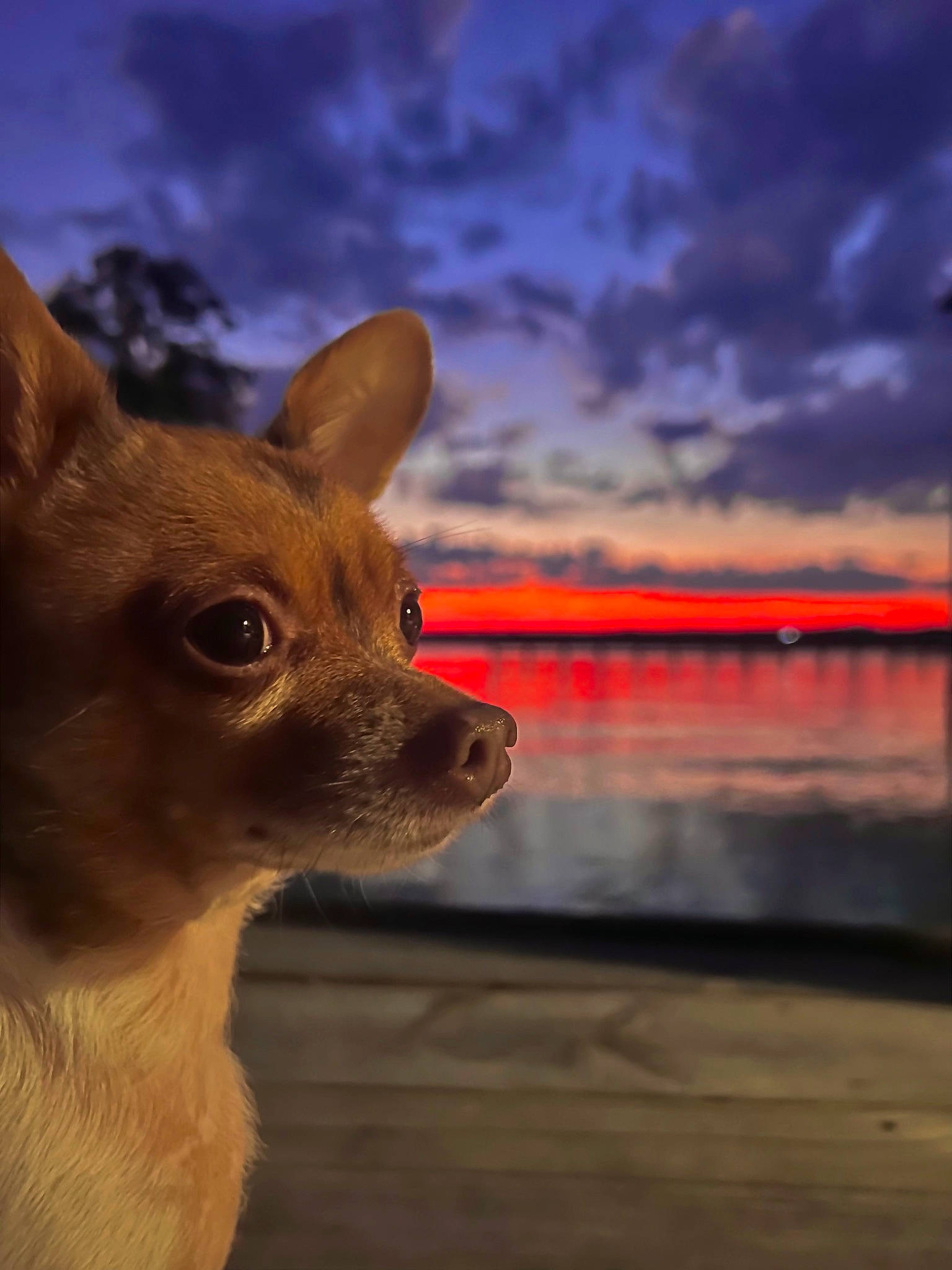 Flutter is registered to the contest to win money with this photo: canidae, carnivore, chihuahua, cloud, companion_dog, cumulus, dog, dog_breed, fawn, fur, landscape, russkiy_toy, sky, snout, sporting_group, terrestrial_animal, toy_dog, water, whiskers, wood