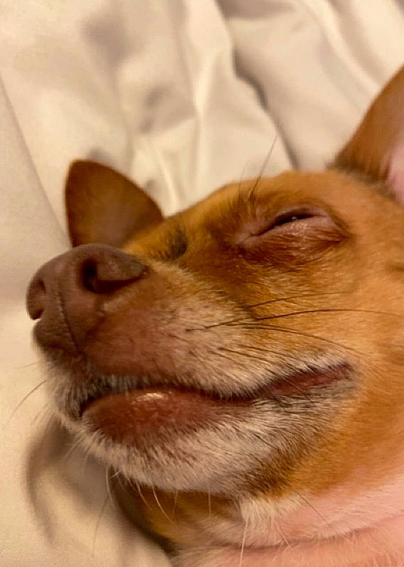 Flutter joined the competition — help win amazing prizes! canidae, carnivore, companion_dog, dog_breed, ear, fawn, felidae, fur, small_to_medium_sized_cats, smile, snout, sporting_group, terrestrial_animal, whiskers, wildlife, working_animal, wrinkle