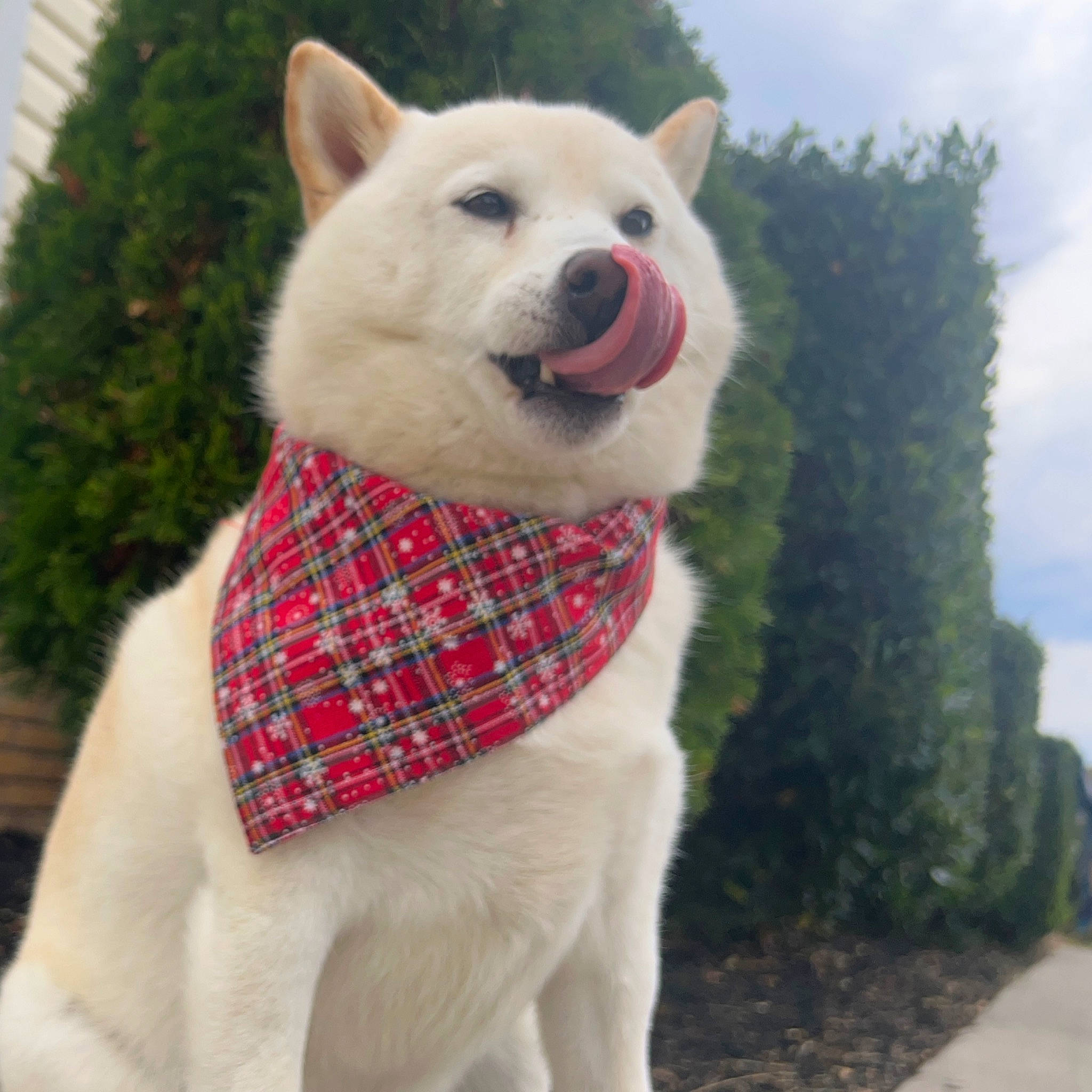 Fox is registered to the contest to win money with this photo: carnivore, cloud, collar, companion_dog, dog, dog_breed, dog_collar, dog_supply, fawn, mammal, pattern, pet_supply, plant, sky, snout, sporting_group, tail, terrestrial_animal, tree, white