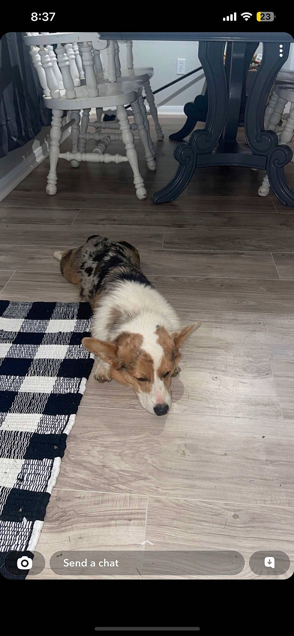 Otto joined the competition — help win amazing prizes! border_collie, canidae, carnivore, chair, companion_dog, dog, dog_breed, floor, flooring, fur, hardwood, herding_dog, tail, terrestrial_animal, wood, wood_flooring, working_animal, working_dog