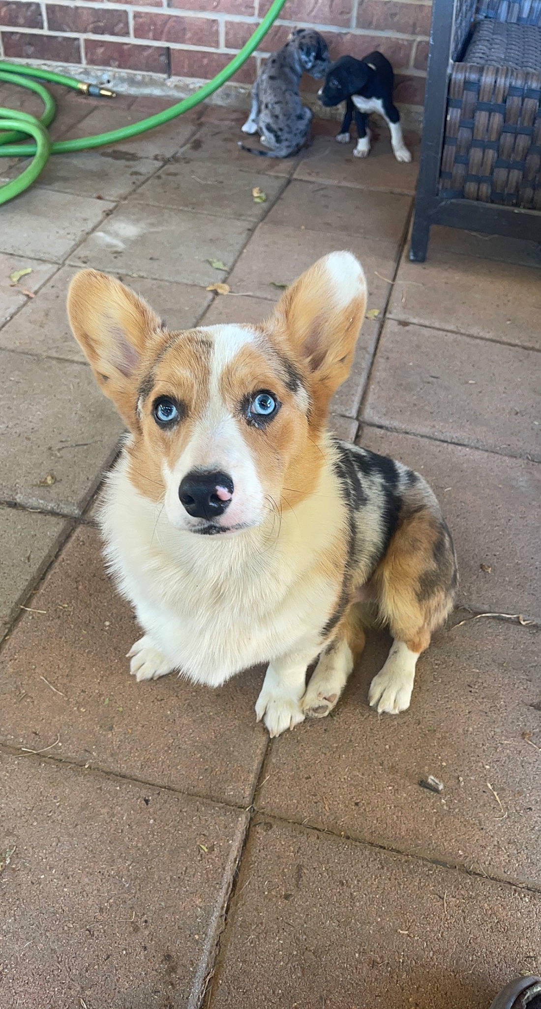 Otto joined the competition — help win amazing prizes! canidae, carnivore, chair, collar, companion_dog, dog, dog_breed, dog_supply, fawn, fur, herding_dog, leash, paw, plant, sidewalk, snapshot, tail, tire, whiskers, working_animal