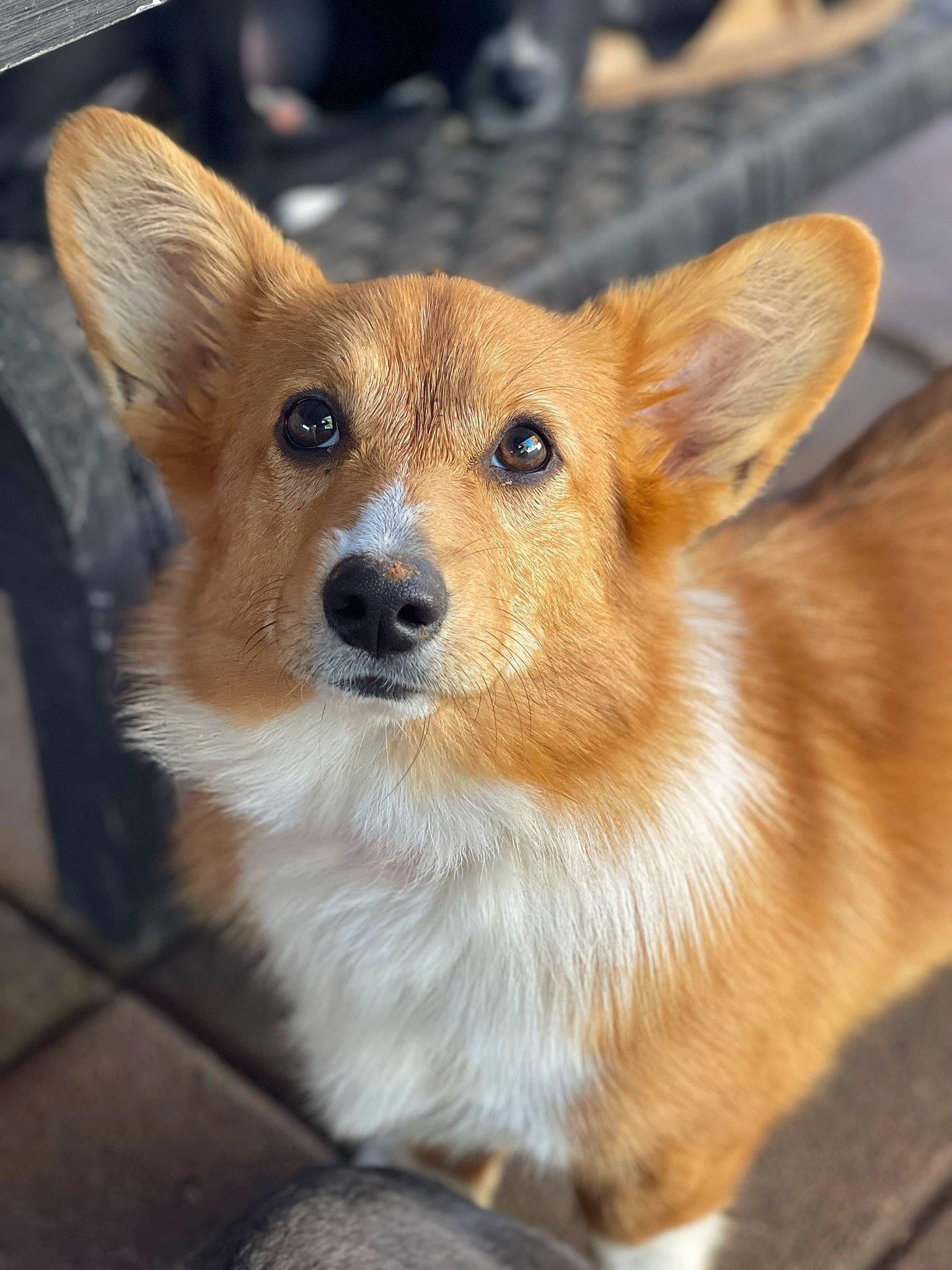 Dolly is registered to the contest to win money with this photo: canidae, carnivore, companion_dog, dog, dog_breed, ear, fawn, fur, non_sporting_group, snout, sporting_group, terrestrial_animal, whiskers, wildlife, wood