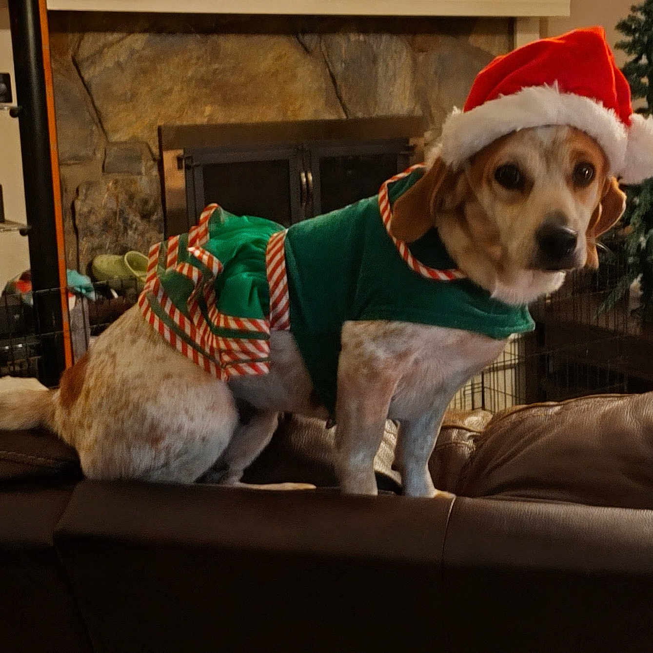 Doodles joined the competition — help win amazing prizes! brown_leather_couch, canine, christmas_hat, christmas_outfit, christmas_tree, costume, cute, decor, dog, festive, fireplace, furniture, holiday, home, indoor, living_room, pet, seasonal, sitting, stone_wall