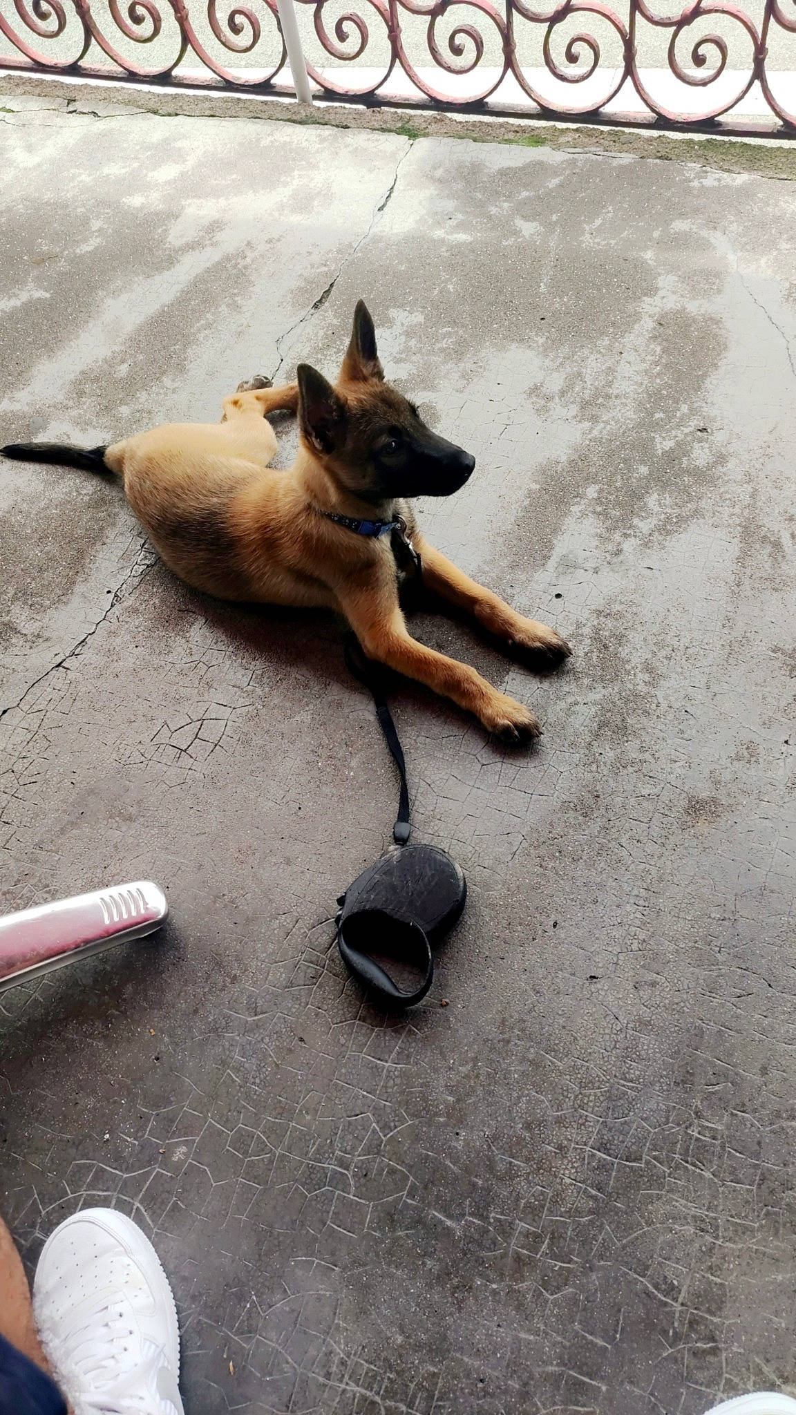 Alpha participe au concours pour gagner de l'argent avec cette photo : asphalt, canidae, carnivore, companion_dog, concrete, dog, dog_breed, fawn, flooring, german_shepherd_dog, herding_dog, paw, road, road_surface, shadow, sidewalk, sporting_group, street_dog, tail, wood