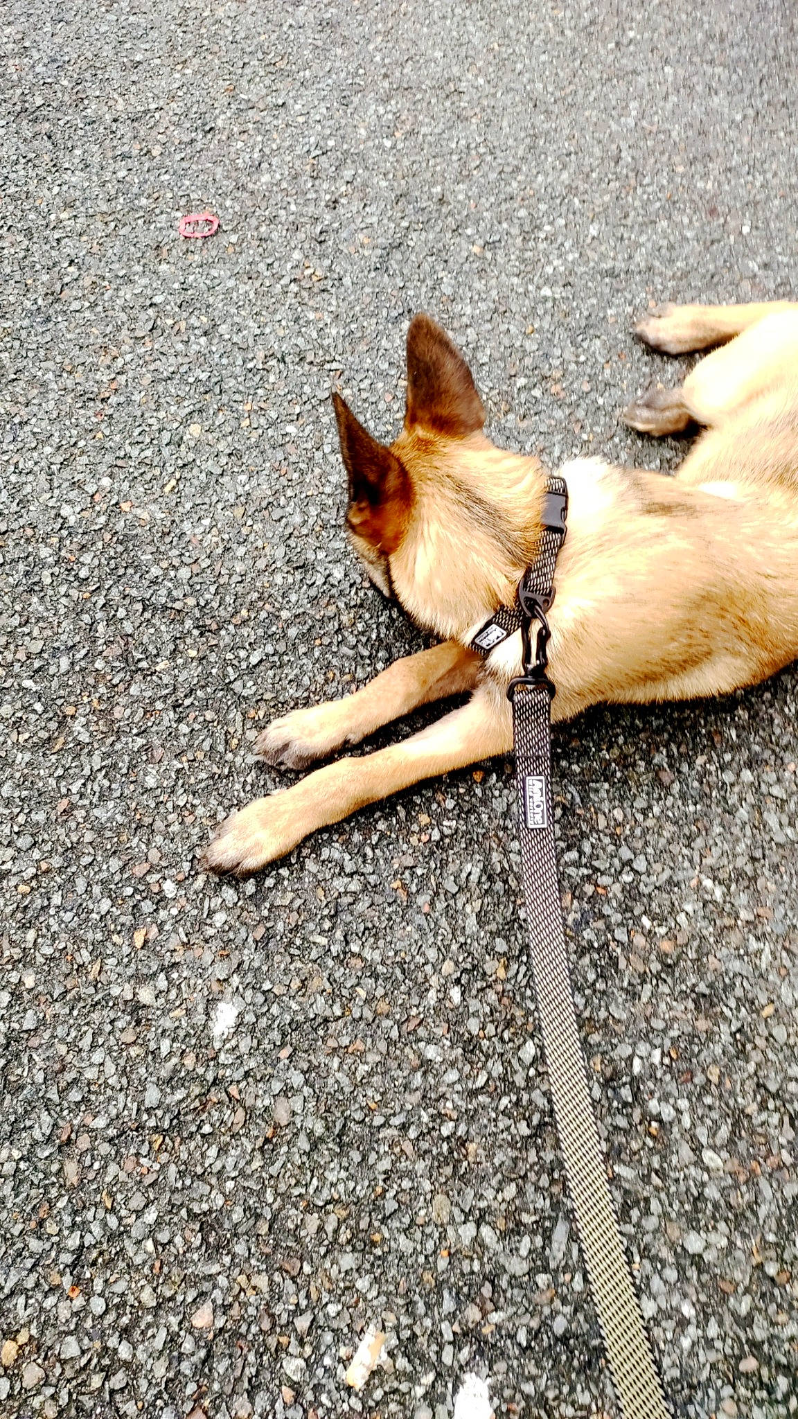 Barka participe au concours pour gagner de l'argent avec cette photo : asphalt, canidae, carnivore, collar, companion_dog, dog, dog_breed, dog_collar, fawn, human_leg, leash, road, road_surface, snout, sporting_group, street_dog, tail, wildlife, wood, working_animal