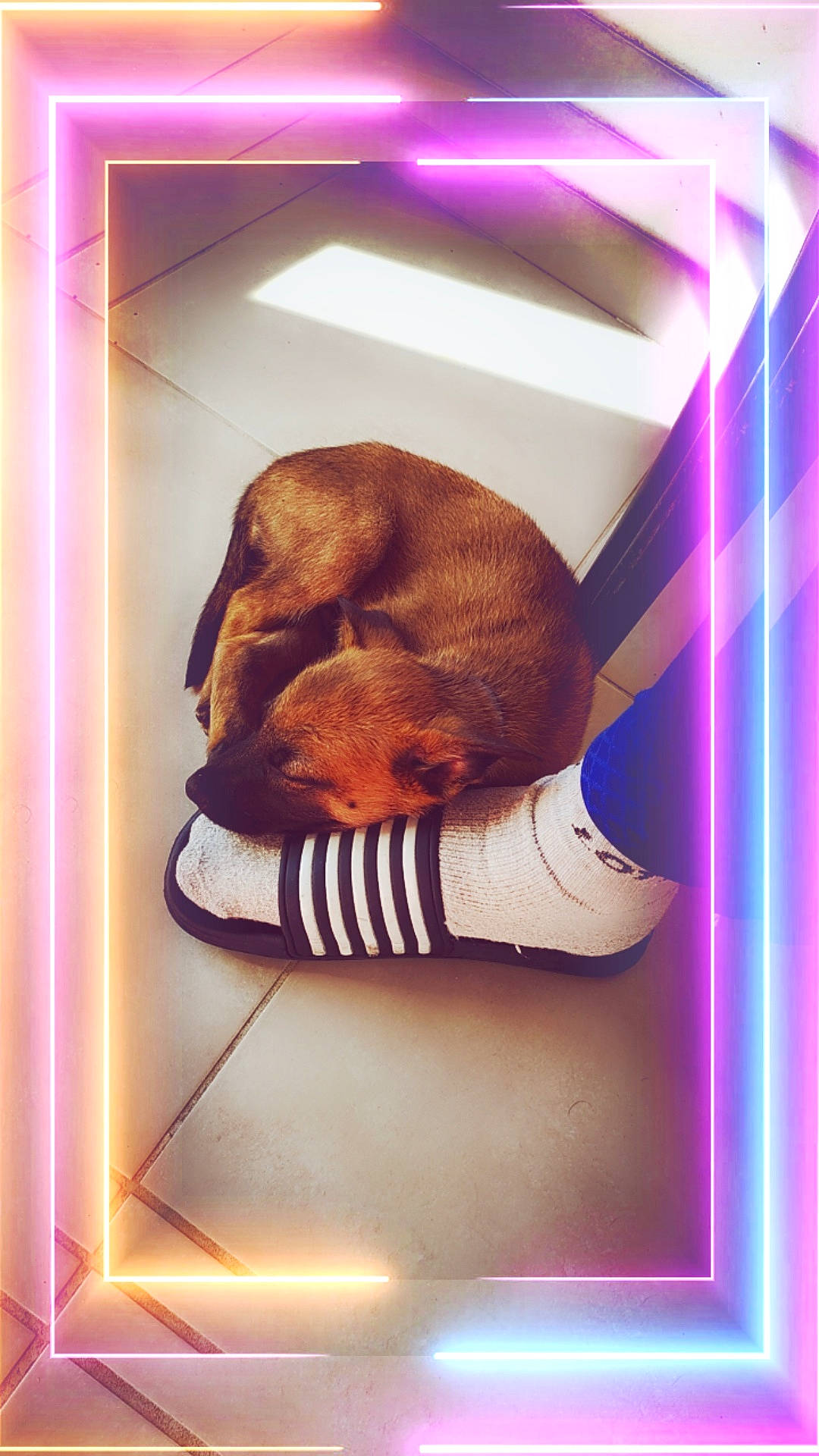 Barka participe au concours pour gagner de l'argent avec cette photo : canidae, carnivore, comfort, companion_dog, dog, dog_breed, fawn, fur, liver, magenta, pet_supply, rectangle, room, snout, sporting_group, toy