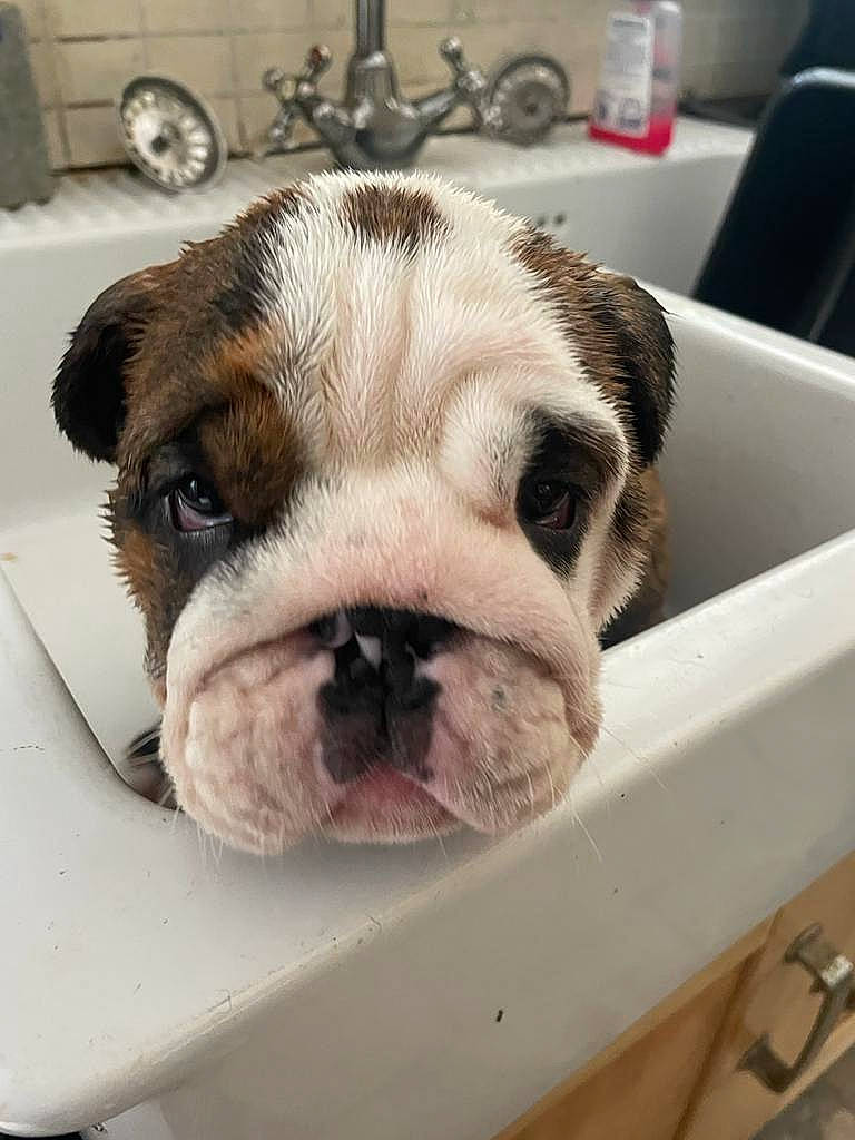 Jeremy joined the competition — help win amazing prizes! bulldog, cabinetry, carnivore, comfort, companion_dog, dog, dog_breed, eye, fawn, floor, flooring, gas_stove, head, mammal, pug, snout, wheel, whiskers, white, wrinkle