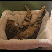 Pistache participe au concours pour gagner de l'argent avec cette photo : cat, tabby_cat, sleeping, cat_bed, plush_bed, paw, fur, striped_fur, pet, indoor, relaxed, cozy, nap, feline, whiskers, tail, paws_up, resting, home, soft_texture