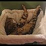 cat, tabby_cat, sleeping, cat_bed, plush_bed, paw, fur, striped_fur, pet, indoor, relaxed, cozy, nap, feline, whiskers, tail, paws_up, resting, home, soft_texture