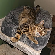 Pistache a rejoint le concours — aidez-le/la à gagner de superbes lots ! bedroom, blanket, cat, cat_tree, close_up, cozy, feline, fur, indoor, muzzle, nap, paws, pet, pet_bed, relaxed, sleeping, striped, tabby_cat, tail, whiskers
