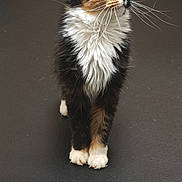 Maisie is registered to the contest to win money with this photo: animal, calico, cat, companion, curious, cute, domestic, floor, fluffy, fur, green_eyes, indoor, long_whiskers, looking_up, mammal, pet, standing, whiskers, white_paws, wooden_panel