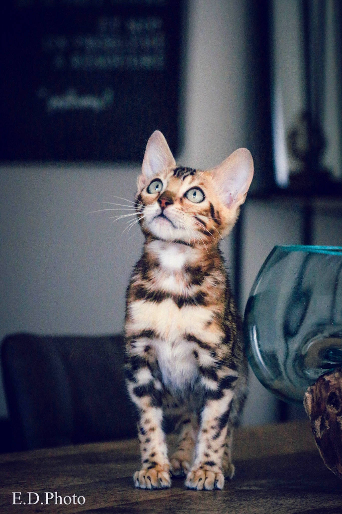 Rastarocket a rejoint le concours — aidez-le/la à gagner de superbes lots ! carnivore, cat, darkness, domestic_short_haired_cat, door, felidae, fur, night, paw, sitting, sky, small_to_medium_sized_cats, snout, tail, terrestrial_animal, whiskers, wildlife, window