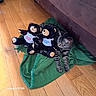 Cookie joined the competition — help win amazing prizes! cat, tabby_cat, plush_toy, bear_toy, green_blanket, wooden_floor, couch, indoor, pet, animal, stuffed_animal, relaxing, feline, toy, home, cozy, resting, soft_toy, cute, domestic_animal