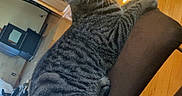 Cookie is registered to the contest to win money with this photo: cat, tabby_cat, indoor, wooden_floor, chair, pet, feline, striped, curious, domestic, animal, floor, furniture, warm_light, looking_away, relaxed, cozy, household, home, pet_owner