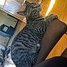 cat, tabby_cat, indoor, wooden_floor, chair, pet, feline, striped, curious, domestic, animal, floor, furniture, warm_light, looking_away, relaxed, cozy, household, home, pet_owner