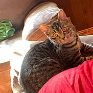 Cookie is registered to the contest to win money with this photo: cat, tabby, indoor, couch, furniture, wood_paneling, pet, animal, curious, looking, striped, ears, whiskers, red_shirt, cozy, home, domestic, relaxed, seated, light