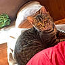 cat, tabby, indoor, couch, furniture, wood_paneling, pet, animal, curious, looking, striped, ears, whiskers, red_shirt, cozy, home, domestic, relaxed, seated, light