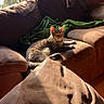 Cookie joined the competition — help win amazing prizes! cat, tabby_cat, couch, leather, sunlight, window, green_blanket, indoor, pet, feline, relaxing, cozy, wood_paneling, daylight, animal, house, living_room, fur, resting, comfortable