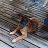 puppy, dog, pet, canine, brown_fur, black_mask, happy, smiling, lying_down, outdoor, wooden_deck, decking, sneakers, patio, furniture, collar, leash, portrait, animal, daylight