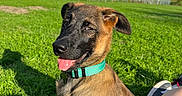 Gaïa a rejoint le concours — aidez-le/la à gagner de superbes lots ! dog, puppy, animal, pet, sitting, tongue_out, open_mouth, happy, collar, turquoise_collar, brown_fur, black_muzzle, floppy_ears, grass, park, outdoor, sunlight, sports_field, fence, suburban_houses