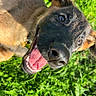 Gaïa participe au concours pour gagner de l'argent avec cette photo : dog, black_and_tan, open_mouth, tongue, happy, playful, grass, outdoor, close_up, portrait, pet, canine, fur, eyes, nose, teeth, lying_down, sunlight, greenery, funny