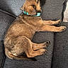 Gaïa participe au concours pour gagner de l'argent avec cette photo : puppy, dog, sleeping, lying_down, couch, sofa, pet, brown_fur, turquoise_collar, indoors, relaxed, cute, animal, portrait, paws, tail, furniture, home, resting, photography