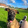 dog, puppy, belgian_malinois, outdoor, grass, park, blue_sky, clouds, sunlight, portrait, close_up, floppy_ears, open_mouth, tongue, brown_fur, black_muzzle, collar, leash, person, sneaker
