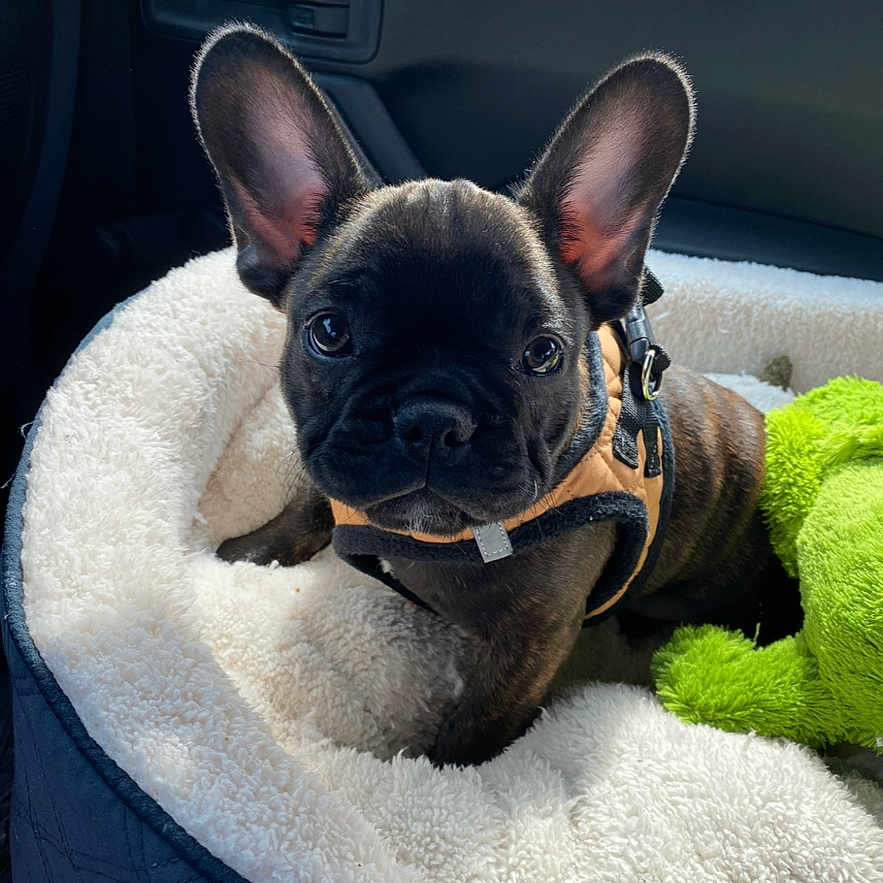 Archie joined the competition — help win amazing prizes! animal, car_interior, companion, cozy, cute, dog, dog_bed, ears, french_bulldog, fur, green_toy, harness, indoor, looking, pet, plush_toy, puppy, resting, seat, window