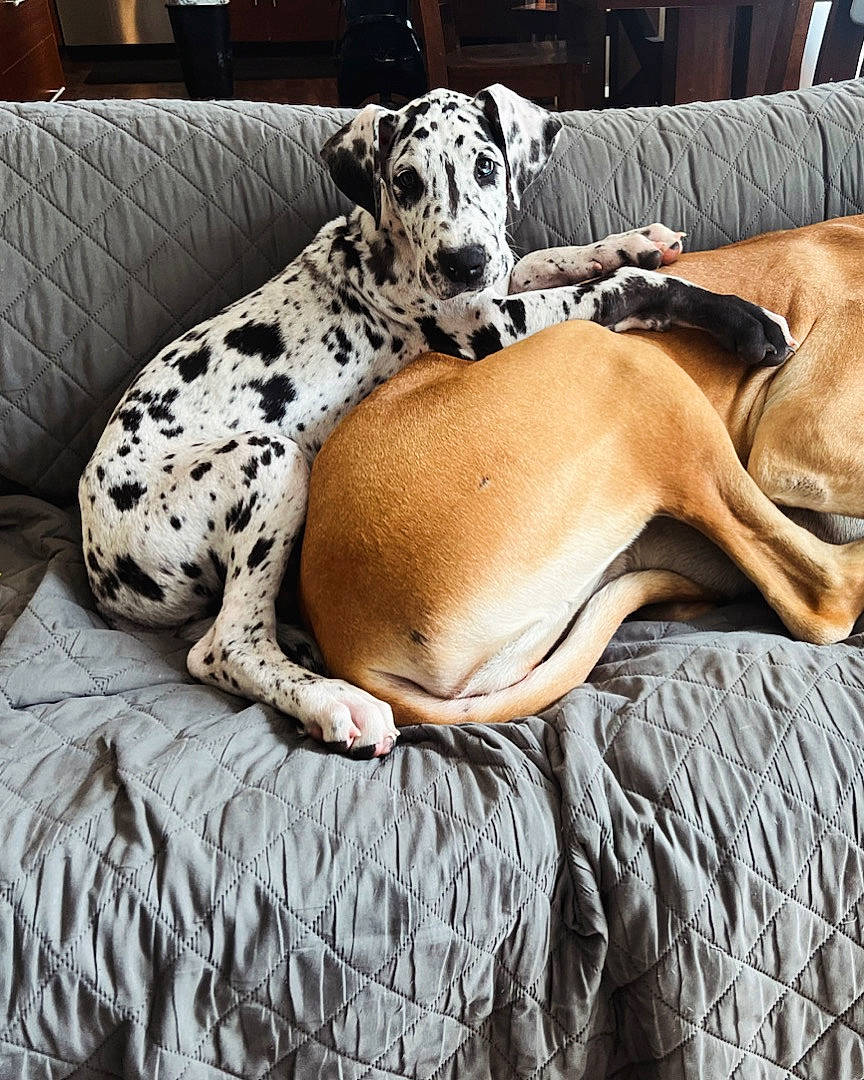 animal, canine, companion, couch, cozy, dog, domestic_animal, friendship, fur, indoor, living_room, paw, pet, puppy, quilted_blanket, relaxed, resting, snuggling, spotted_dog, tan_dog