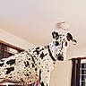 dog, great_dane, spotted, indoor, pet, animal, collar, curious, window, curtains, ceiling_light, home, person_legs, brown_curtains, furniture, domestic, canine, looking, standing, large_dog