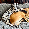 dog, puppy, spotted_dog, tan_dog, couch, quilted_blanket, indoor, pet, animal, resting, cute, companion, fur, legs, ears, snout, relaxed, home, cozy, domestic