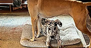 Huckleberry Hound is registered to the contest to win money with this photo: dog, canine, indoor, pet, animal, brown_dog, spotted_dog, dog_bed, floor, furniture, couch, plant, wooden_floor, resting, standing, domestic, home, companions, two_dogs, relaxed