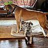 dog, canine, indoor, pet, animal, brown_dog, spotted_dog, dog_bed, floor, furniture, couch, plant, wooden_floor, resting, standing, domestic, home, companions, two_dogs, relaxed