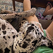 Huckleberry Hound joined the competition — help win amazing prizes! casual, companion, cozy, dog, flip_flops, footwear, furniture, green_shirt, home, indoor, lap, leg, paw, person, relaxing, resting, rug, shorts, spotted_dog, table