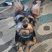 Baxter joined the competition — help win amazing prizes! black_and_tan, blue_collar, carpet, cute, dog, dog_toy, ears, eyes, indoor, long_hair, nose, pet, portrait, puppy, rug, scruffy, sitting, small_dog, tennis_ball, tongue