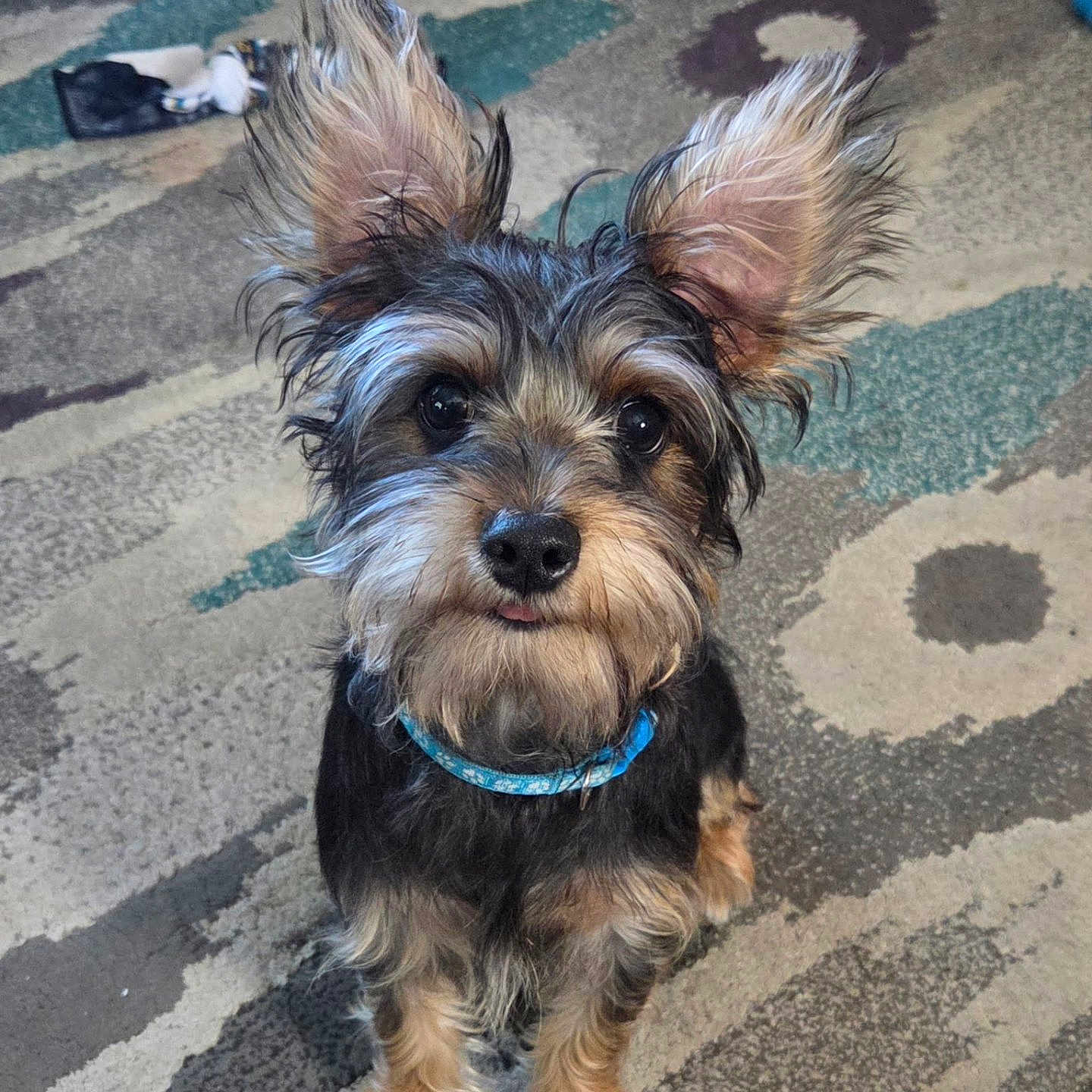 Baxter