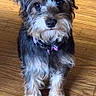 Baxter joined the competition — help win amazing prizes! beard, black_and_white, collar, cute, dog, ears, eyes, fluffy, full_body, home, indoor, looking_at_camera, pet, portrait, puppy, purple_bow, shaggy, sitting, small_dog, wooden_floor
