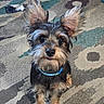 Baxter is registered to the contest to win money with this photo: black_and_tan, blue_collar, close_up, companion_animal, dog, fluffy_ears, home, indoors, long_fur, looking_at_camera, patterned_rug, pet, portrait, rug, scruffy_dog, sitting, small_dog, tennis_ball, wirehaired, wooden_floor