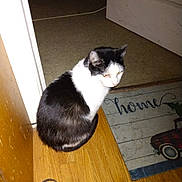 Willow Mae joined the competition — help win amazing prizes! animal, black_and_white, carpet, cat, curious, domestic, doormat, doorway, feline, floor, fur, home, household, indoor, looking_away, mammal, pet, quiet, resting, wooden_floor