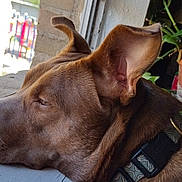 Abby is registered to the contest to win money with this photo: animal, brown_dog, calm, closeup, collar, dog, ears, fur, household_items, indoor, looking_out, natural_light, pet, potted_plant, quiet, resting, side_view, snout, window, windowsill