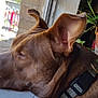animal, brown_dog, calm, closeup, collar, dog, ears, fur, household_items, indoor, looking_out, natural_light, pet, potted_plant, quiet, resting, side_view, snout, window, windowsill
