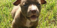 Abby joined the competition — help win amazing prizes! animal, ball, bulldog, canine, dog, football, grass, hound, labradorretriever, lawn, pet, pitbull, plant, puppy, snout, soccer, soccerball, sport, tennis, tennisball