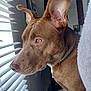Abby joined the competition — help win amazing prizes! animal, blinds, brown_dog, canine, closeup, collar, curious, dog, domestic, ears, focused, furniture, home, indoor, looking_out, natural_light, pet, portrait, side_profile, window
