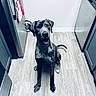 Taylor Dane joined the competition — help win amazing prizes! dog, kitchen, flooring, stainless_steel, appliance, modern, pet, canine, indoor, floor, happy, sitting, looking_up, black_and_gray, spotted, tail, mouth_open, ears, light, clean