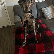 Taylor Dane is registered to the contest to win money with this photo: dog, spotted_dog, pet, indoor, couch, blanket, red_and_black_checkered, living_room, pillow, wood_floor, door, wall_art, collar, sitting, furniture, home, cozy, animal, domestic, relaxed