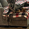 Taylor Dane joined the competition — help win amazing prizes! dog, couch, blanket, indoor, pet, relaxing, cozy, floor, furniture, canine, companion, small_dog, large_dog, resting, checkered_blanket, domestic, animal, living_room, wooden_floor, comfortable