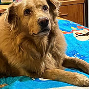 Honeybug joined the competition — help win amazing prizes! animal, ball, bed, blanket, cabinet, canine, couch, cushion, dog, furniture, goldenretriever, homedecor, indoors, interiordesign, pet, puppy, sport, tennis, tennisball, towel