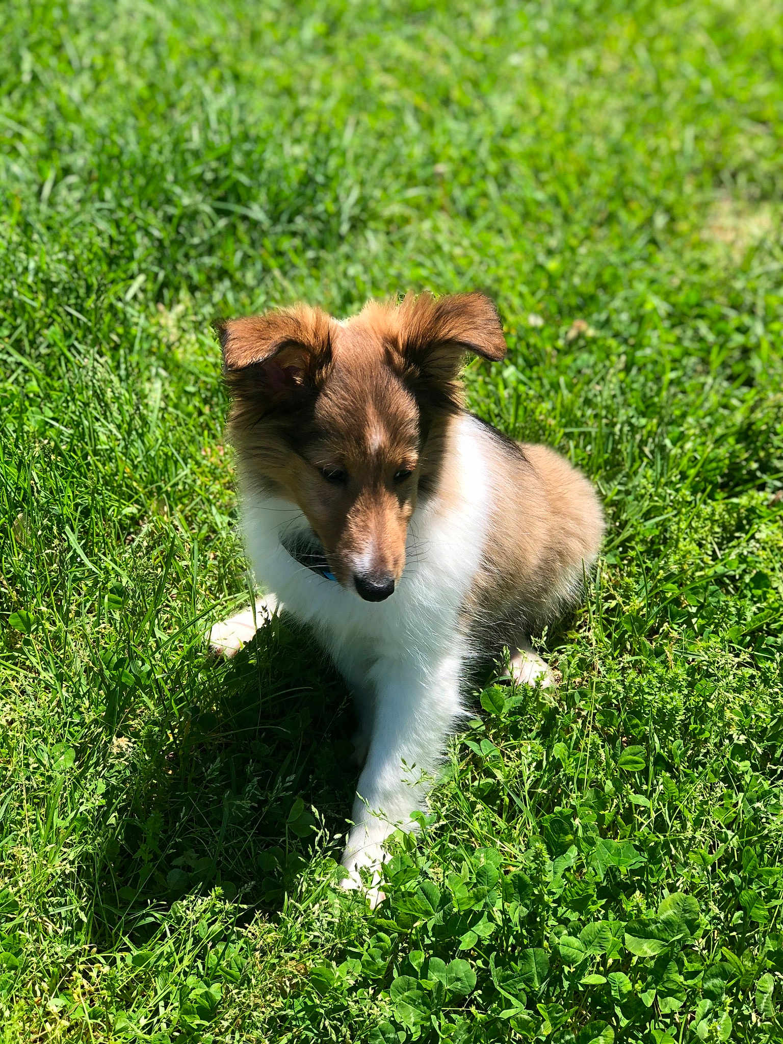 Finn