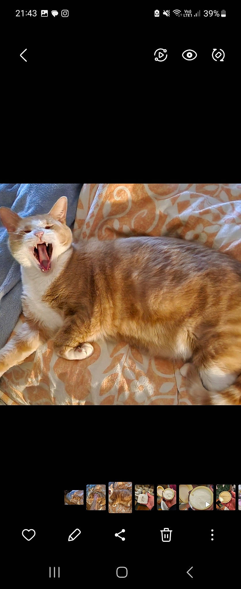 Simba participe au concours pour gagner de l'argent avec cette photo : bed, canidae, carnivore, cat, claw, comfort, domestic_short_haired_cat, ear, eye, fawn, felidae, fur, human_body, paw, small_to_medium_sized_cats, snout, tail, terrestrial_animal, whiskers, wood