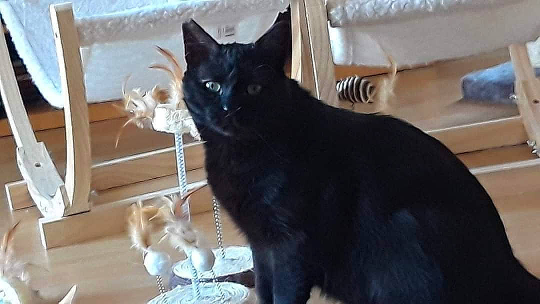 Lindos a rejoint le concours — aidez-le/la à gagner de superbes lots ! black_cat, bombay, box, carnivore, cat, claw, couch, domestic_short_haired_cat, event, felidae, fur, grey, havana_brown, paw, small_to_medium_sized_cats, snout, tail, whiskers, window, wood